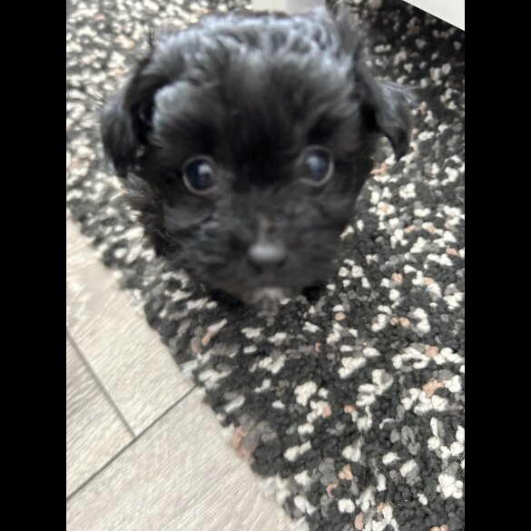 Pomeranian - Both