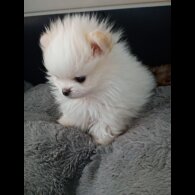 Pomeranian - Both