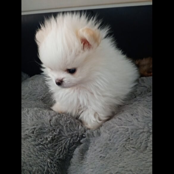 Pomeranian - Both