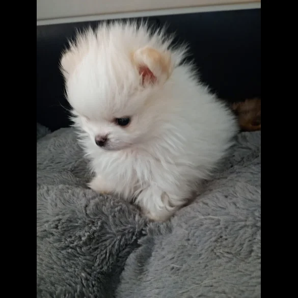 Pomeranian - Both