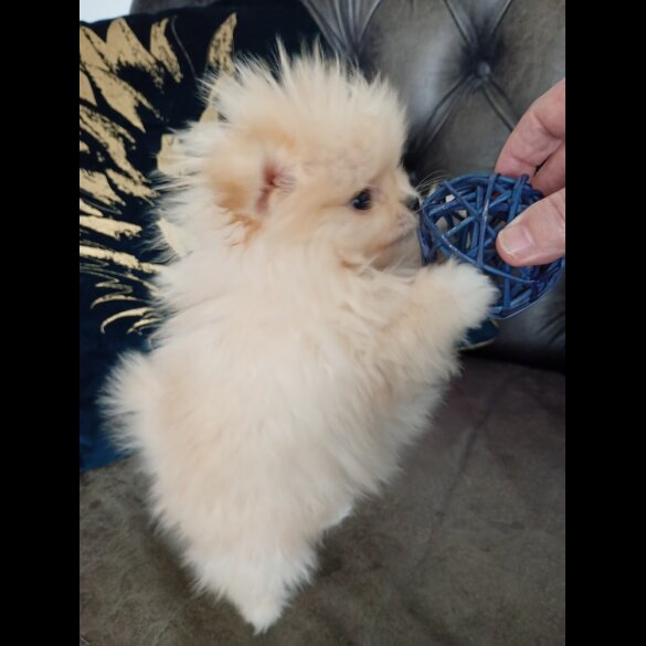 Pomeranian - Both