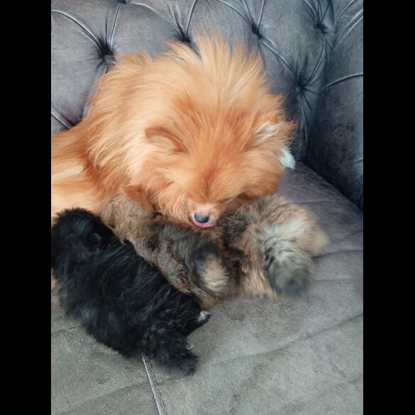 Pomeranian - Both
