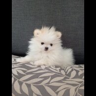 Pomeranian - Both