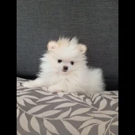 Pomeranian - Both