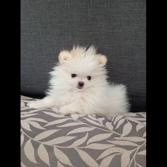 Pomeranian - Both