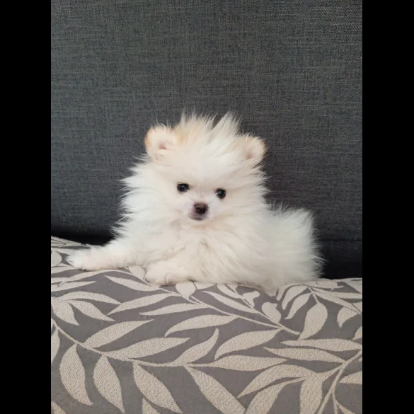 Pomeranian - Both