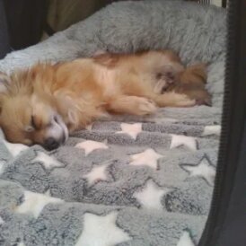 Chihuahua - Both