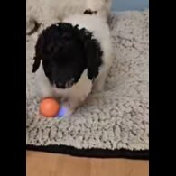 Poodle - Dogs