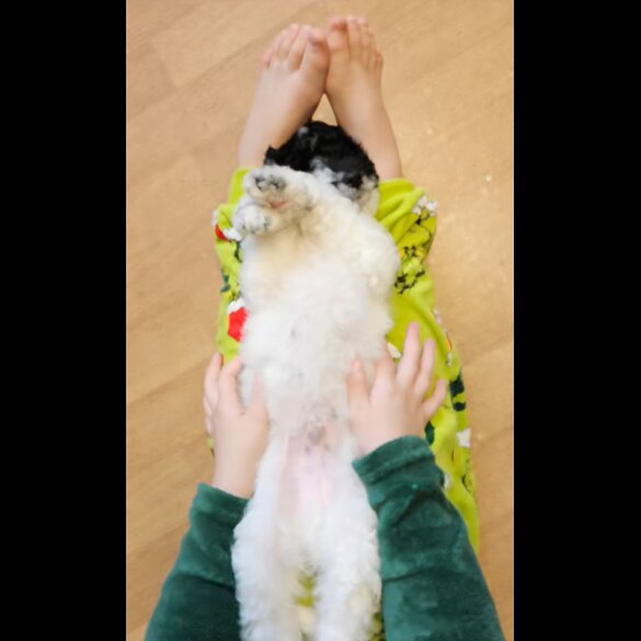 Poodle - Dogs