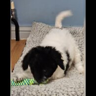 Poodle - Dogs