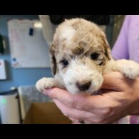Poodle - Both