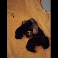 Pug - Dogs