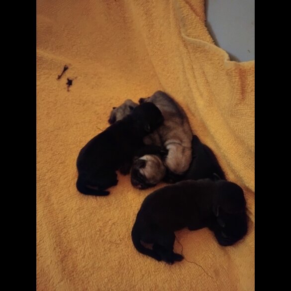 Pug - Dogs