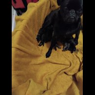 Pug - Dogs