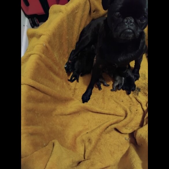Pug - Dogs