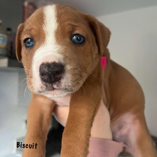 Staffordshire Bull Terrier - Both