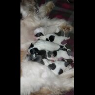 Jack Russell - Dogs