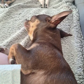 Chihuahua - Bitches