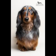 Dachshund (Standard &amp; Miniature)
