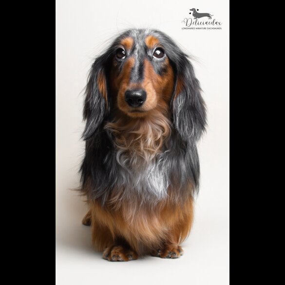 Dachshund (Standard &amp; Miniature)