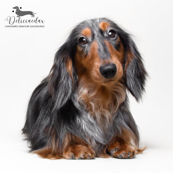 Dachshund (Standard &amp; Miniature)