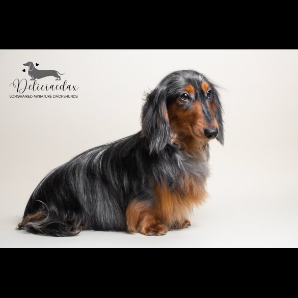 Dachshund (Standard &amp; Miniature)