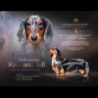 Dachshund (Standard &amp; Miniature)