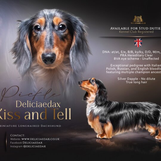 Dachshund (Standard &amp; Miniature)
