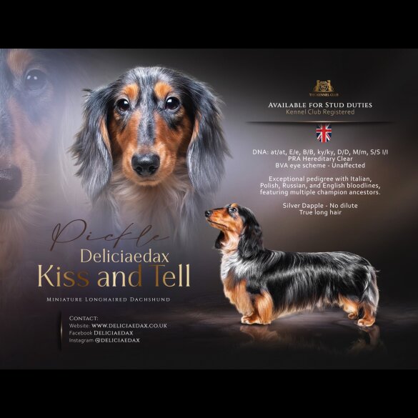 Dachshund (Standard &amp; Miniature)