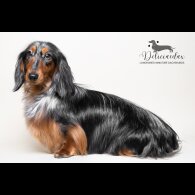 Dachshund (Standard &amp; Miniature)