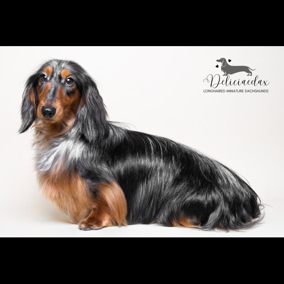 Dachshund (Standard &amp; Miniature)