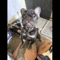 French Bulldog - Bitches