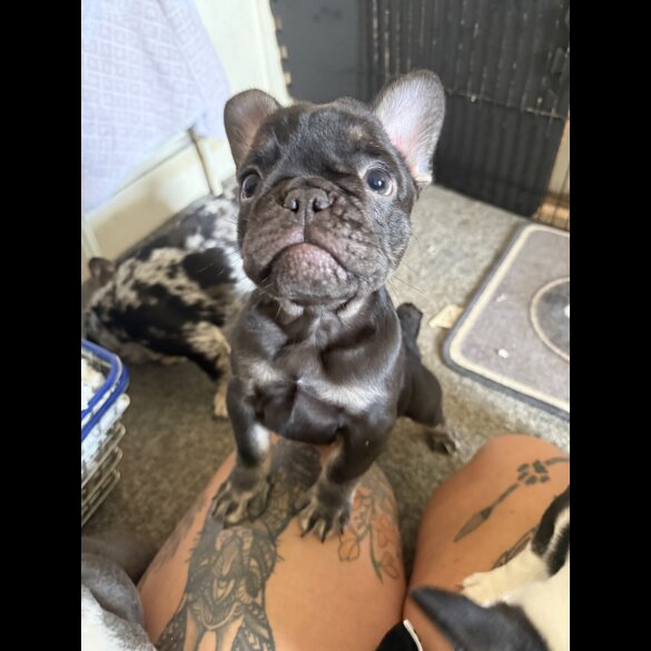 French Bulldog - Bitches