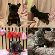 French Bulldog - Bitches