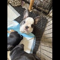 French Bulldog - Bitches