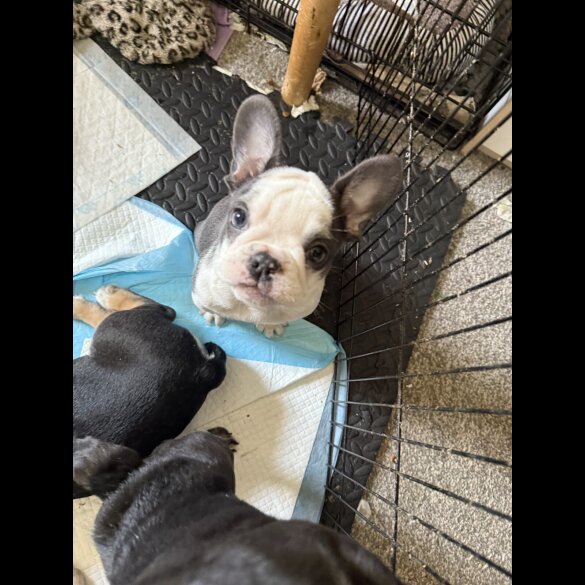 French Bulldog - Bitches