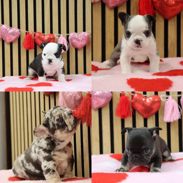 French Bulldog - Bitches