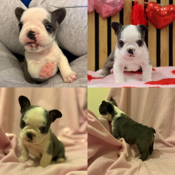 French Bulldog - Bitches