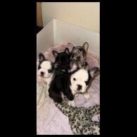 French Bulldog - Bitches