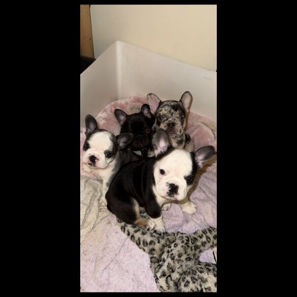 French Bulldog - Bitches