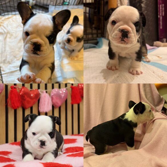 French Bulldog - Bitches