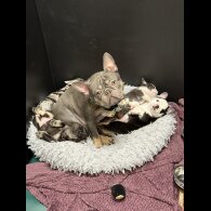 French Bulldog - Bitches