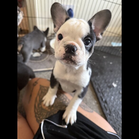 French Bulldog - Bitches