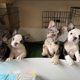 French Bulldog - Bitches