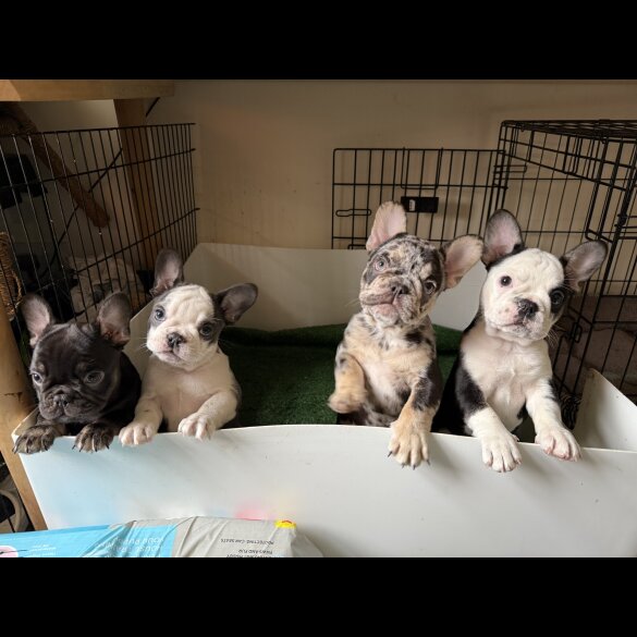 French Bulldog - Bitches