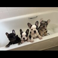 French Bulldog - Bitches