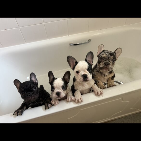French Bulldog - Bitches