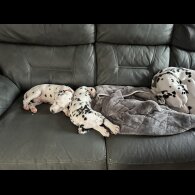 Dalmatian - Dogs