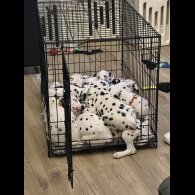 Dalmatian - Dogs