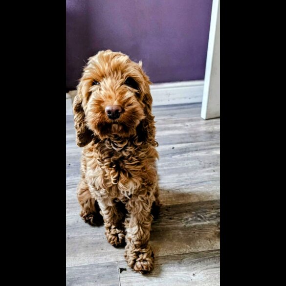 Cockapoo - Both